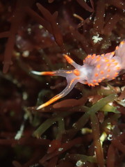 Austraeolis stearnsi