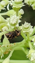Valgus canaliculatus