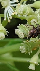 Valgus canaliculatus