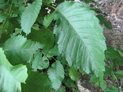 Ulmus laevis