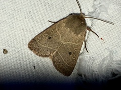 Ulolonche culea