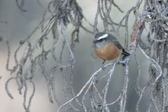 Ochthoeca oenanthoides