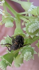 Valgus canaliculatus