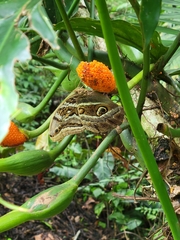 Eryphanis aesacus