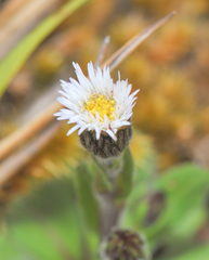 Erigeron ecuadoriensis