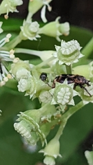 Valgus canaliculatus