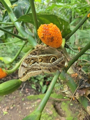 Eryphanis aesacus