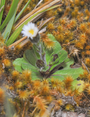 Erigeron ecuadoriensis