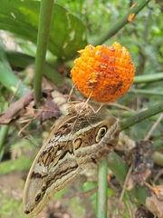 Eryphanis aesacus