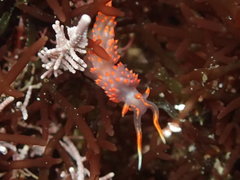 Austraeolis stearnsi