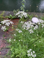 Anthriscus sylvestris