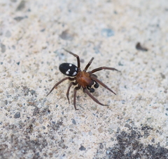 Titanoeca quadriguttata