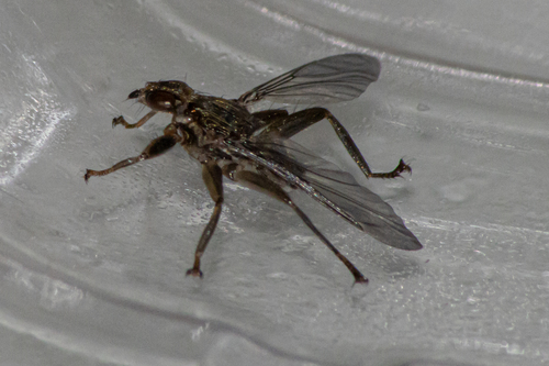 Pigeon Louse Fly photo 4