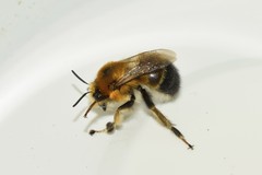 Anthophora aestivalis
