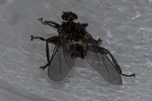 Pigeon Louse Fly photo 3