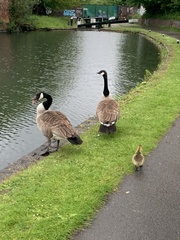 Branta canadensis