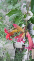 Amphilophium buccinatorium