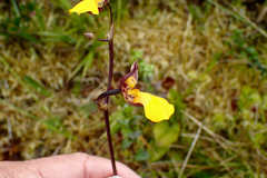 Cyrtochilum aureum