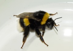 Bombus terrestris dalmatinus
