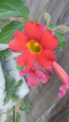 Amphilophium buccinatorium