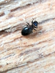 Lepinotus
