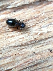 Lepinotus