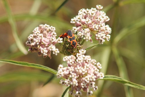 iNaturalist observation photo of Large Milkweed Bug