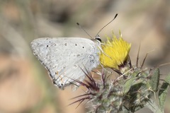 Tharsalea xanthoides