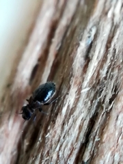 Lepinotus