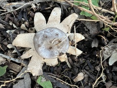 Myriostoma australianum