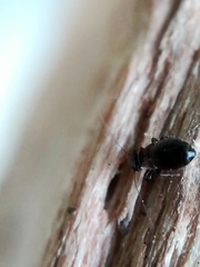 Lepinotus
