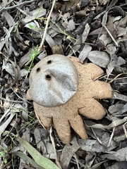 Myriostoma australianum