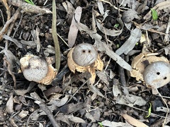 Myriostoma australianum