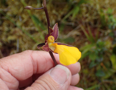 Cyrtochilum aureum