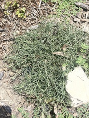 Erigeron divaricatus