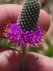 Dalea compacta