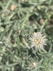 Erigeron divaricatus