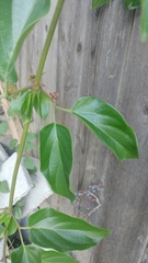 Amphilophium buccinatorium