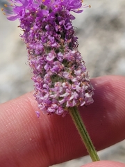 Dalea compacta