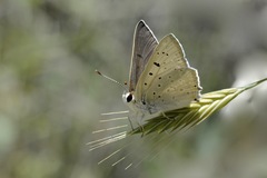 Tharsalea xanthoides