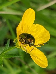 Cryptocephalus moraei