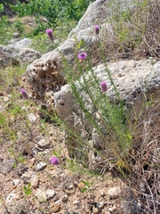 Dalea compacta