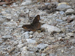 Lasiommata petropolitana