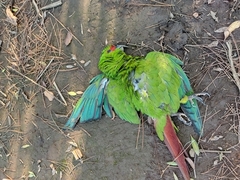Enicognathus leptorhynchus