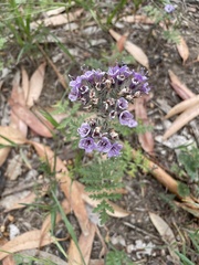 Phacelia hubbyi
