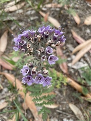 Phacelia hubbyi