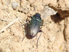 Poecilus versicolor