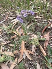 Phacelia hubbyi