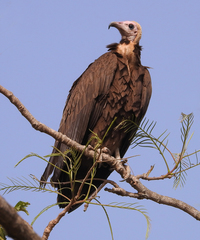 Necrosyrtes monachus
