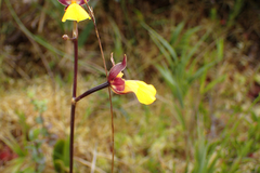Cyrtochilum aureum